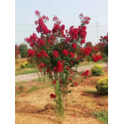 美國紫薇1.5-1.8米冠的出售，叢生美國紫薇哪里好，江西美國紫薇