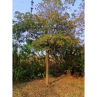 15-20重陽木供應_重陽木圖片_重陽木價格