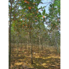 單桂廠里批發，5-6公分丹桂苗木基地，江西九江朱砂紅丹桂出售