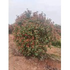 叢生紅葉石楠