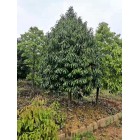 菱角山帆
