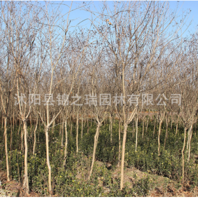 紫薇樹(shù)苗供應(yīng)紅花紫薇苗庭院觀(guān)花苗木百日 園林綠化植物紫薇樹(shù)