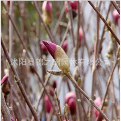 紫玉蘭盆栽 觀(guān)花氣味芳香室內(nèi)盆景苗 綠化花木庭院種植紫玉蘭小苗