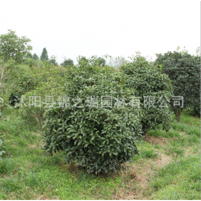 庭院可盆栽金桂花苗 綠化工程苗木 觀(guān)花植物 金桂桂花樹(shù)苗批發(fā)