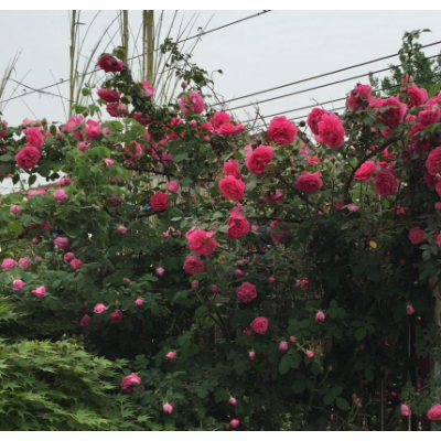 攀巖植物薔薇苗價(jià)格，最新薔薇月季報(bào)價(jià)