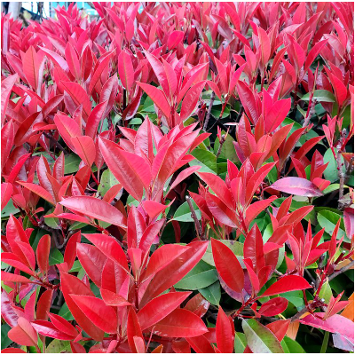 紅葉石楠樹(shù)苗價(jià)格 紅葉石楠50厘米批發(fā)