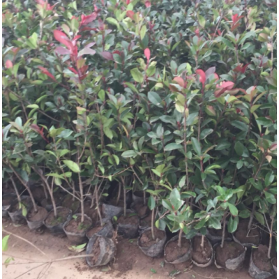 沭陽(yáng)紅葉石楠50公分高，紅葉石楠3分支價(jià)格，紅葉石楠供應(yīng)商