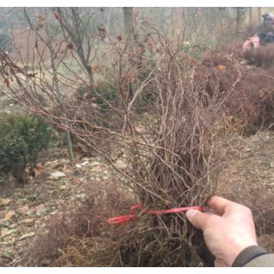 沭陽(yáng)金焰繡線菊50公分高，金焰繡線菊二年生，金山繡線菊基地直銷(xiāo)