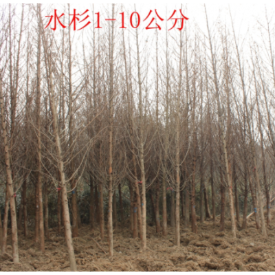 水杉價(jià)格 水杉行情 水杉種植方法介紹 苗圃直銷水杉