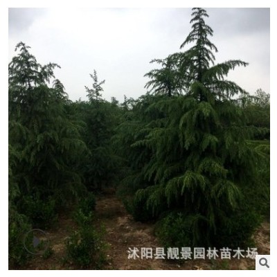 常綠喬木雪松產(chǎn)地 寶塔松形飽滿 荒山造林大雪松樹基地批發(fā)