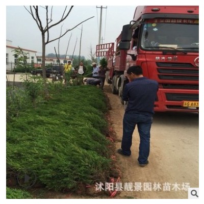江蘇綠化苗木基地 園林苗木小蜀檜（蜀檜樹(shù)高1-4米）墓地常用樹(shù)苗