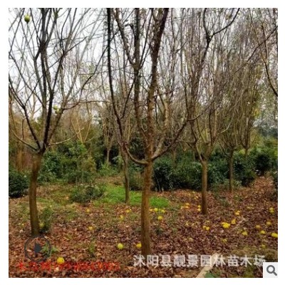 江蘇批發(fā)木瓜 庭院栽海棠 盆栽地栽木瓜 規(guī)格齊全 基地優(yōu)惠