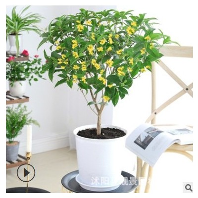 苗圃四季桂花樹苗 庭院盆栽四季開花濃香型室內(nèi)花卉家養(yǎng)植物綠植