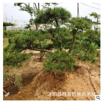 江蘇批發(fā)黑松樹苗 迎客松造型 庭院植物黑松造型樹 量大從優(yōu)