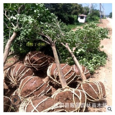 江蘇基地紫丁香 5-10公分獨(dú)桿丁香工程綠化行道樹 叢生紫丁香花樹