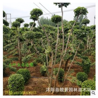 小葉女貞造型樹(shù)批發(fā) 庭院種植 四季常青 園林綠化小葉女貞苗 基地