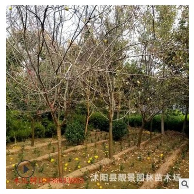 大量木瓜海棠基地 供應(yīng)鄒皮木瓜樹(shù)價(jià)格 庭院觀賞開(kāi)花植物