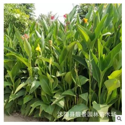 （自己苗圃）美人蕉 高度25 冠15 價錢2.5元 江蘇美人蕉基地批發