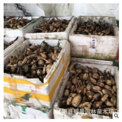 大型觀賞荷花種藕苗 蓮藕種苗 盆栽荷花種根苗 荷花蓮藕苗 蓮花苗