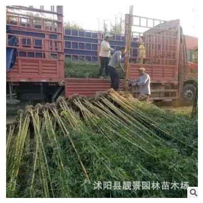 庭院別墅批發觀賞綠化植物碧玉間黃金竹 金鑲玉竹子基地 量大優惠