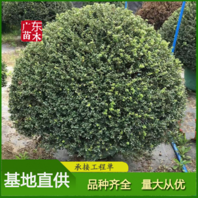 龜甲冬青 多種規(guī)格球型灌木 行道路園林綠化苗木 冬青基地直發(fā)