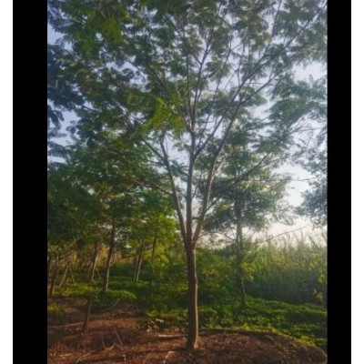10-25全冠鳳凰木紅花楹地苗假植苗袋苗，普寧市致誠園林種植基地