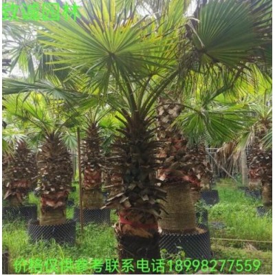 老人葵絲葵華棕袋苗假植苗地苗廣東揭陽普寧致誠園林種植基地直銷