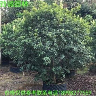 楊梅樹梅1-15分袋苗假植苗地苗廣東揭陽普寧致誠園林種植基地