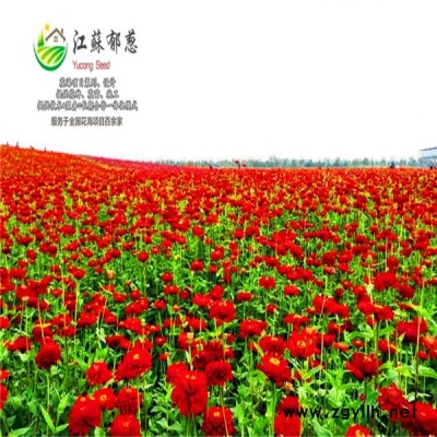 黑龍江省七臺河市春季花海設計公司專業花海