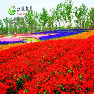 湖南省益陽市花海項目規劃指導施工專業花海