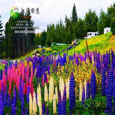 廣東省湛江市春季花海設計公司免費設計