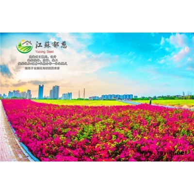 日本女貞種子-芹菜種子哪里有賣的-高發芽率