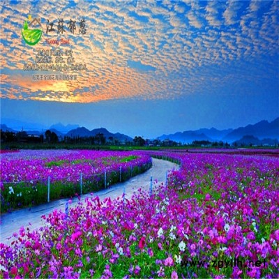 河南省駐馬店市春季花海案例專業花海