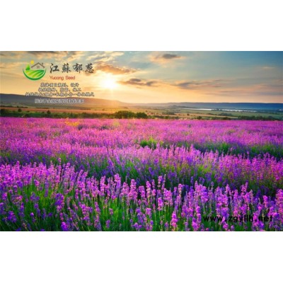 工程草坪種子-火棘種子種植技術方法-買一送一