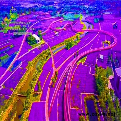 廣東省惠州市春季花海案例專業花海