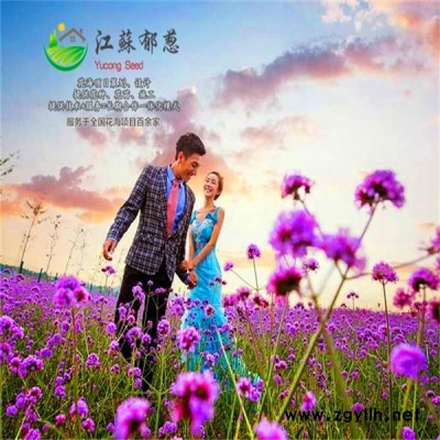 江蘇省揚州市春季花海規劃指導施工專業花海