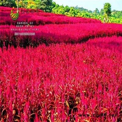廣西崇左市花海項目案例免費設計