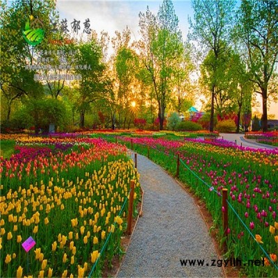 安陽市春季花海案例專業花海