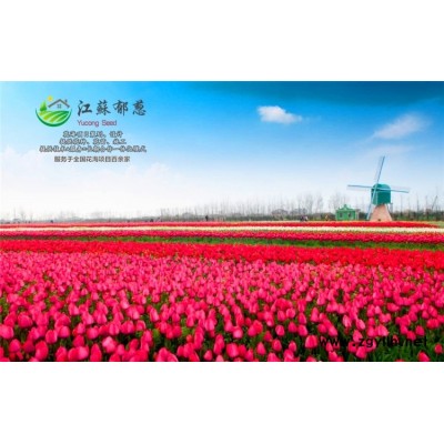 西藏昌都花海項目案例專業花海
