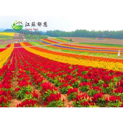 國槐種子-美國紅楓種子價格-免費試鐘