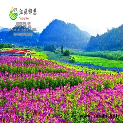 山西省晉中市春季花海策劃效果免費設計