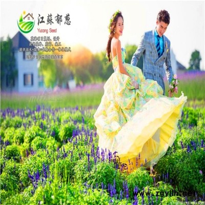 棗莊市春季花海策劃效果免費設計