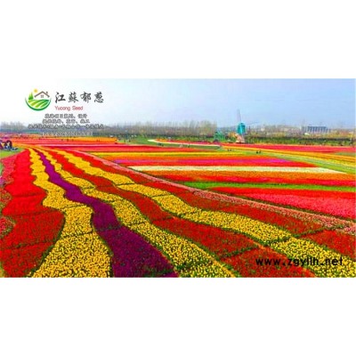 牽牛花種子-白色百日草種子種植技術方法-高發芽率
