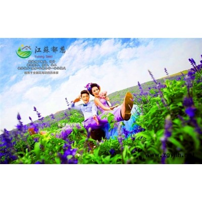 江蘇省淮安市春季花海規(guī)劃指導(dǎo)施工專業(yè)花海