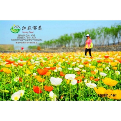 山東省煙臺(tái)市春季花海設(shè)計(jì)公司免費(fèi)設(shè)計(jì)