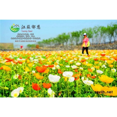 芥菜種子-牡丹種苗種子一般多少錢一斤-高發芽率
