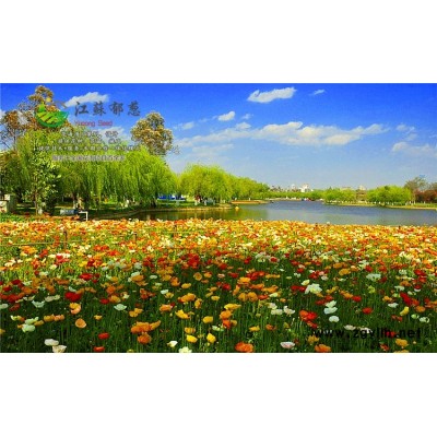 山桃種子一般多少錢一斤...高發(fā)芽率