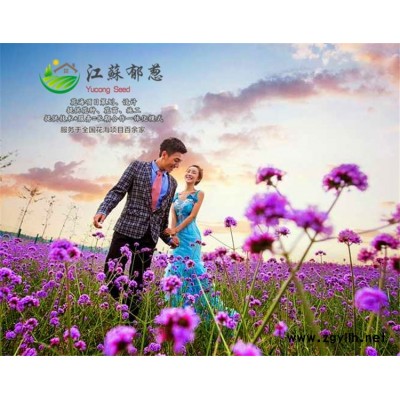 生石花種子-防風種子價格-認證企業