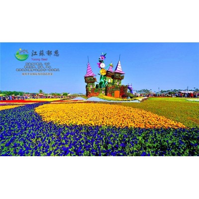 花菖蒲種子-山杏種子一般多少錢一斤-高發(fā)芽率