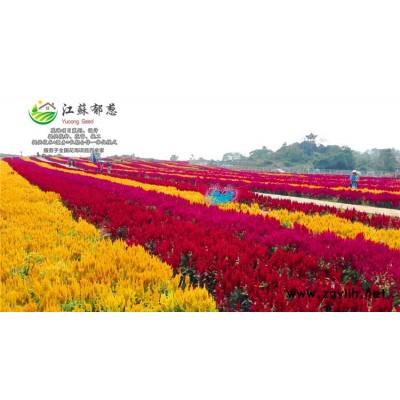 野菊花種子種植技術方法...免費試鐘